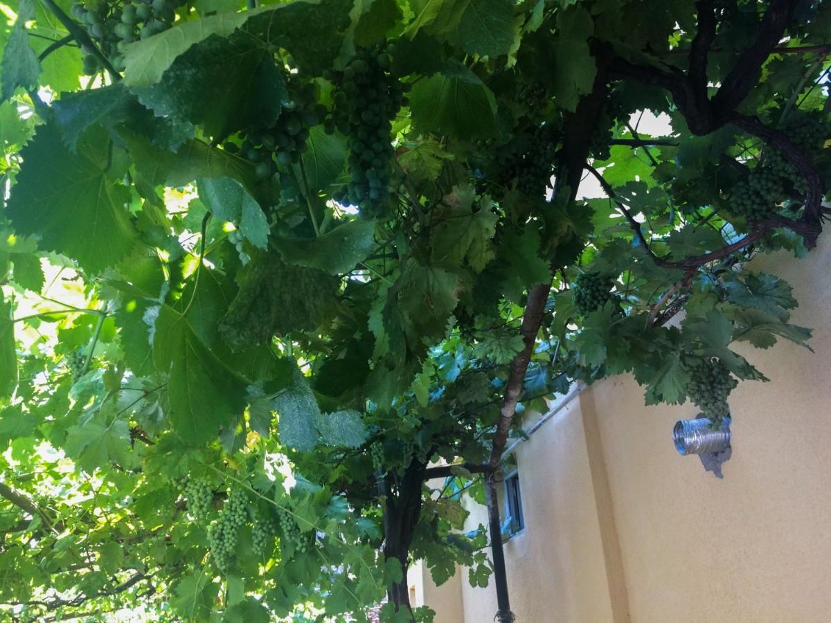 Гостевой дом Guest House Gelit Мцхета-20